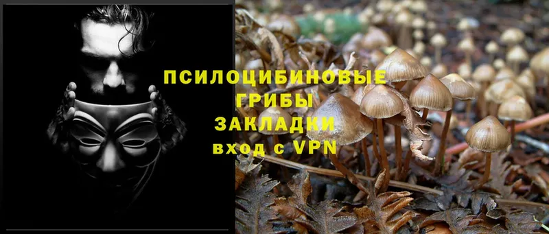 Псилоцибиновые грибы Psilocybe  кракен как войти  Весьегонск 